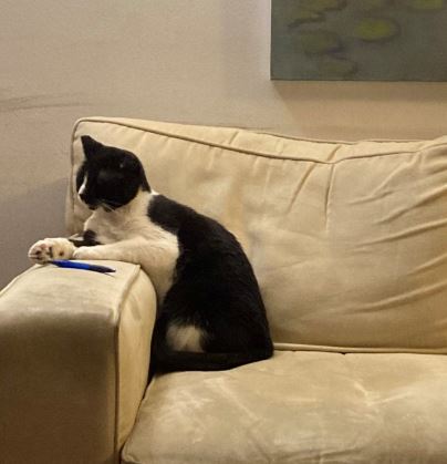 Diana Goetsch has a pet cat