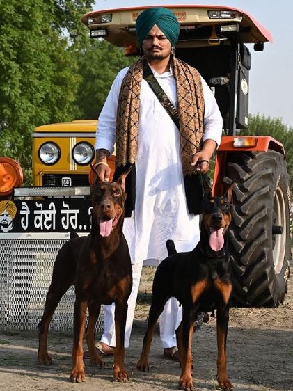 Sidhu Moose Wala was an animal lover