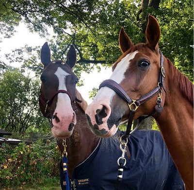 Cassandra Orschel owns two horses named Dakara E, Boomer Crystal