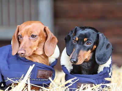 Cassandra Orschel owns two pet dogs