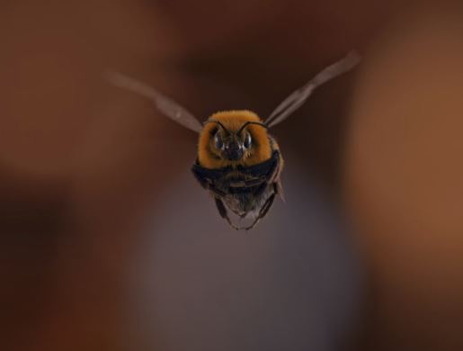 This series is based on the ongoing battle of Trevor Bingley with a bee