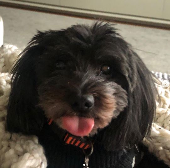 Olivia DeJonge pet dog
