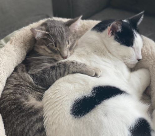 Becky's pet cats Alfred and Grandpa Barry