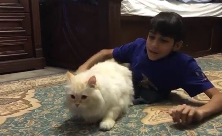 Ghanim al Muftah likes cats
