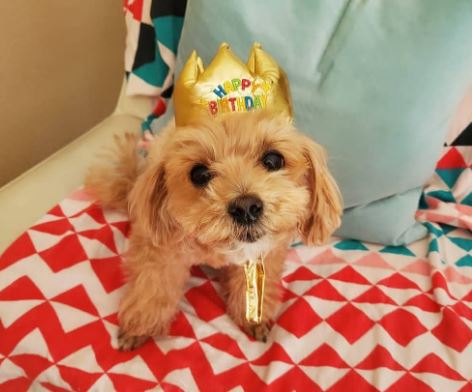 Lee Hyun-ri's pet dog momo