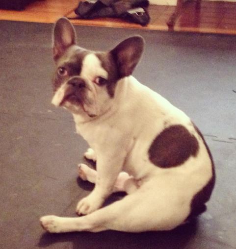 Danny Keough pet dog