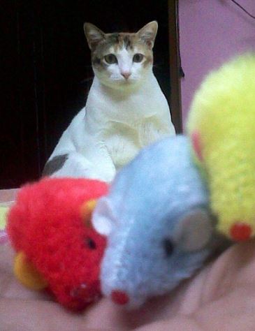 Ayesha Kanga pet cat Kristopher