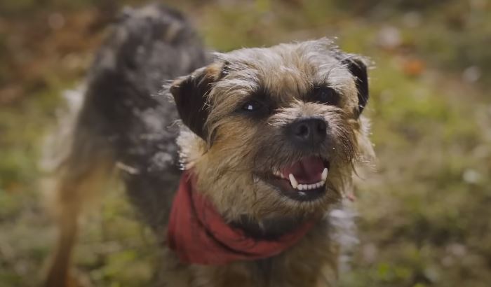 Strays is an animation film