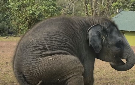 The Elephant Whisperers movie free download