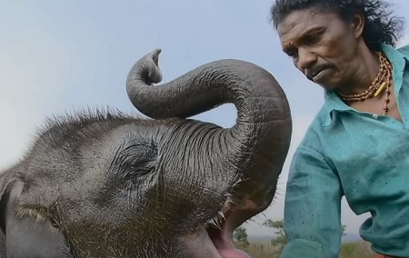 The Elephant Whisperers movie full download