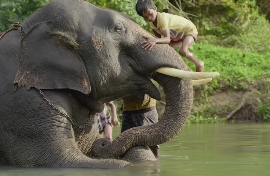 The Elephant Whisperers wins Oscars 2023