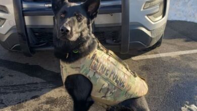 Vaughn Malloy, Wanted for Multiple Crimes, Shot Dead by Police in Stonington; K9 Broko Also Killed