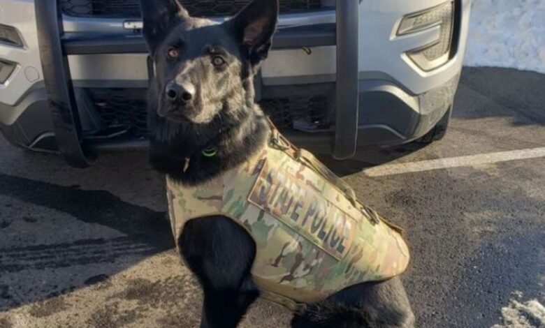 Vaughn Malloy, Wanted for Multiple Crimes, Shot Dead by Police in Stonington; K9 Broko Also Killed