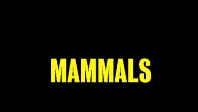 Mammals Season 2 Release Date